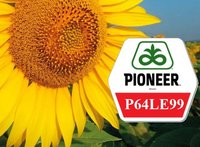 Семена подсолнуха Пионер П64ЛЕ99 / Pioneer P64LE99